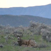 Mule deer