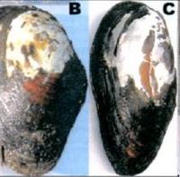 Mussel species observed along the Hanford Reach during 2004