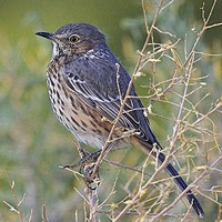 Sage thrasher