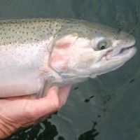 Steelhead